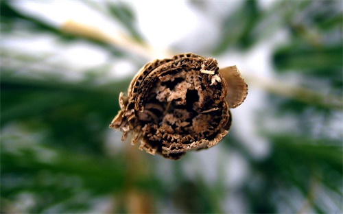 怎么用散粉刷蘸取散粉,散粉粉扑怎么用?