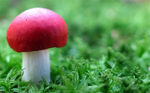 蜗牛原液怎么提取,河南润智生物科技研发蜗牛精华液有效抗衰老