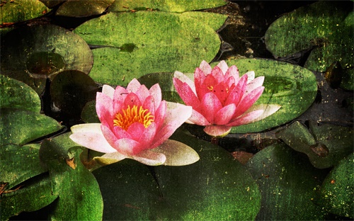 相宜本草珍珠粉怎么样